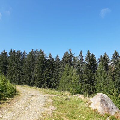Weg zur Alm