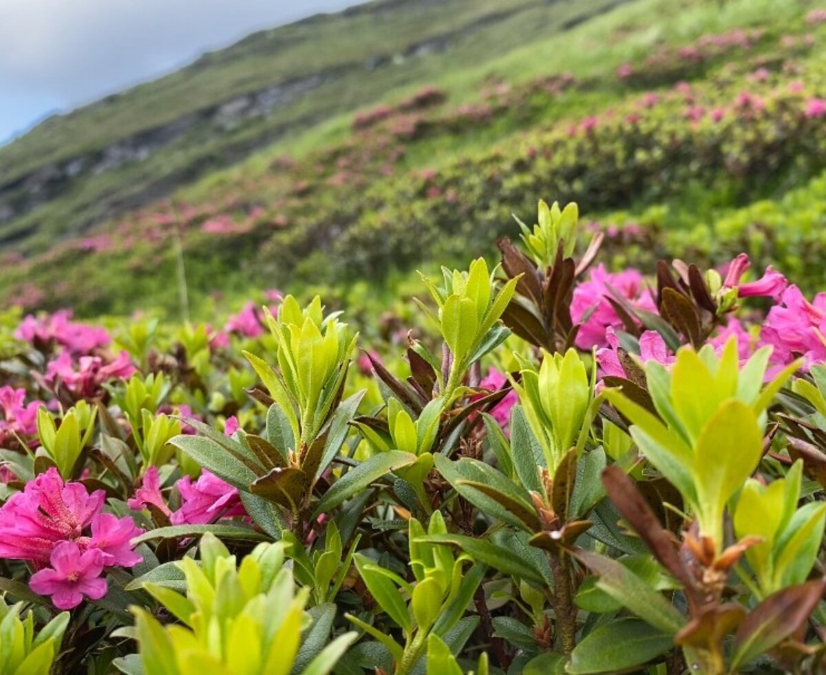 Blühende Alpenrosen in der Berglandschaft des Wolfsbachtals, die die Ferienwohnung umgibt.