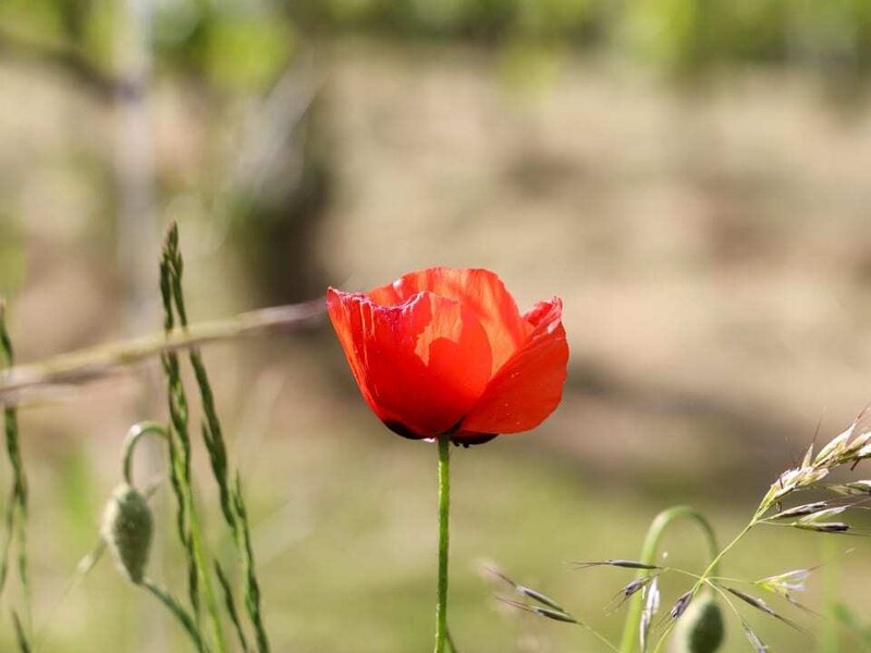 Rote Mohnblume in einem Feld, umgeben von Gras.
