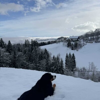 Ein Hund liegt im Schnee mit Blick auf die verschneite Winterlandschaft und den Bauernhof.