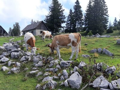 Almtiere Almtiere