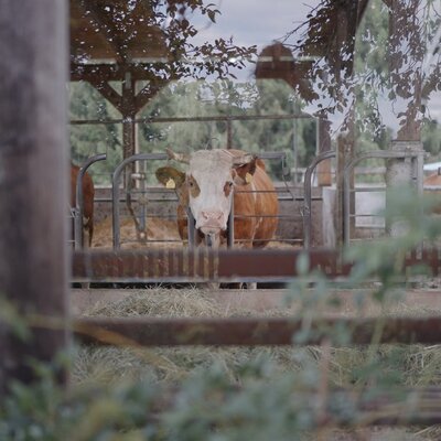 Blick in den Stall ©Urlaub am Bauernhof/ Daniel Gollner