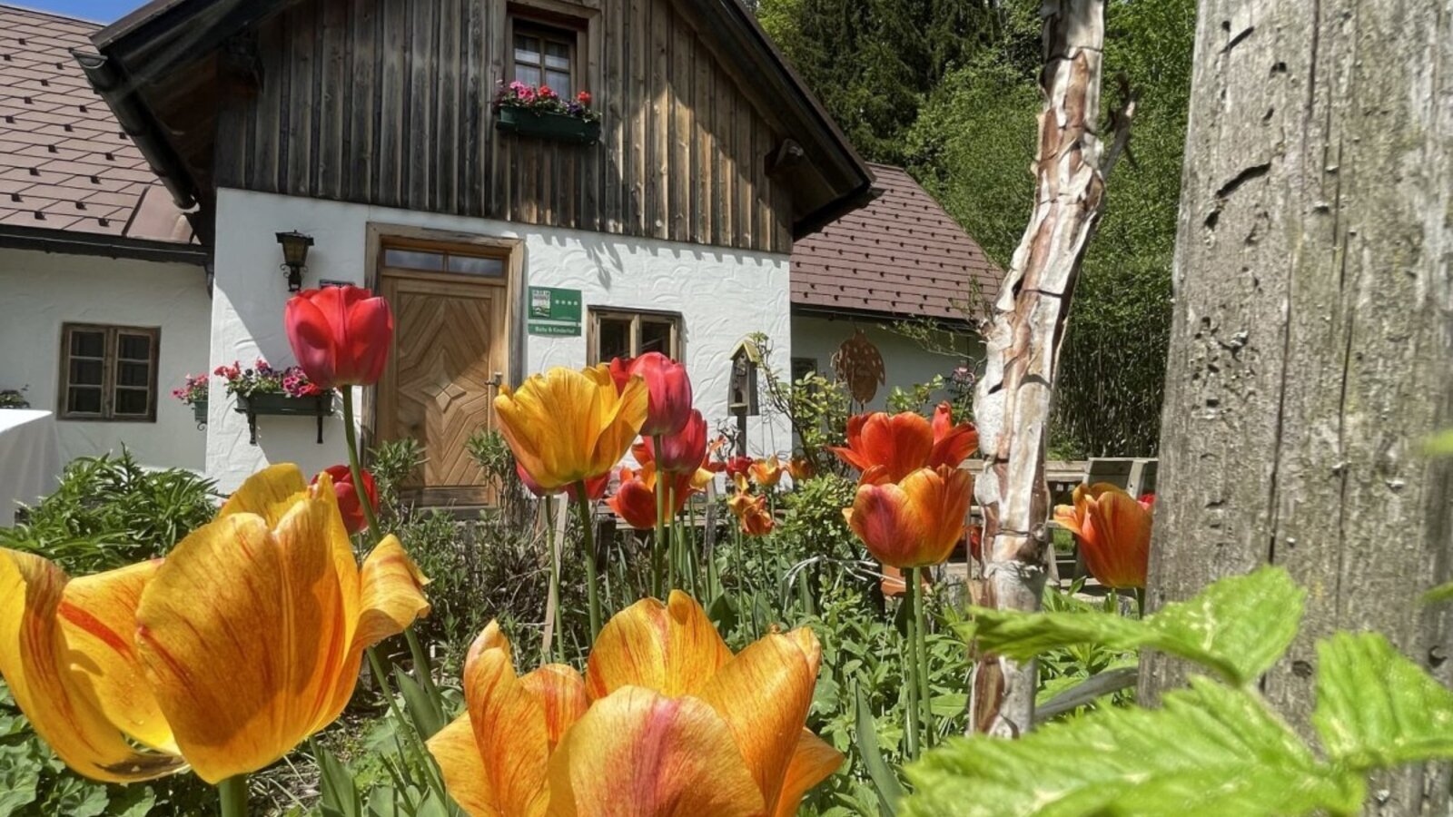Außenansicht des Bauernhofs mit traditioneller Holzfassade und einem Garten voller bunter Tulpen.