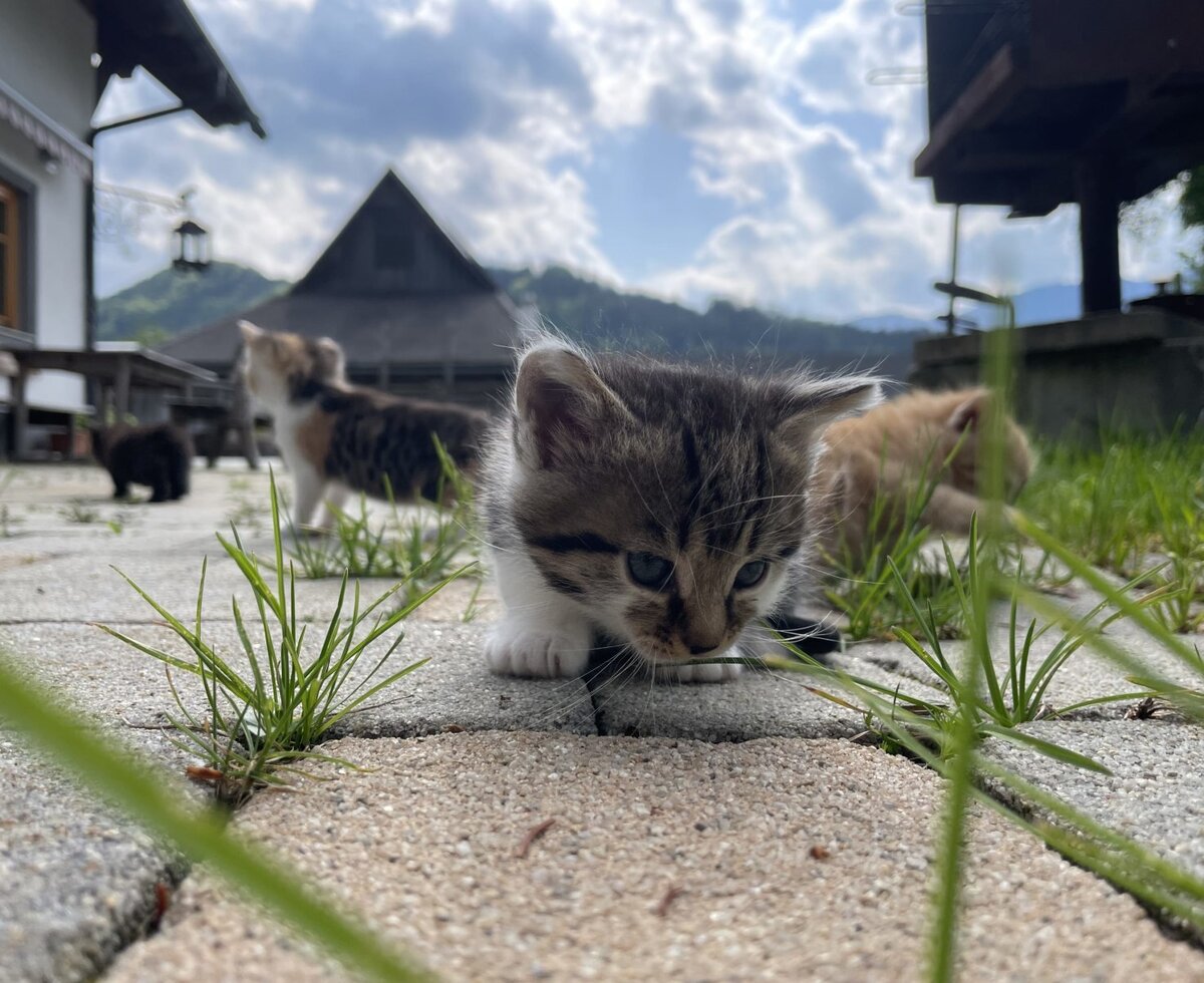 Mehrere junge Kätzchen auf dem gepflasterten Hofbereich des Bauernhofs.