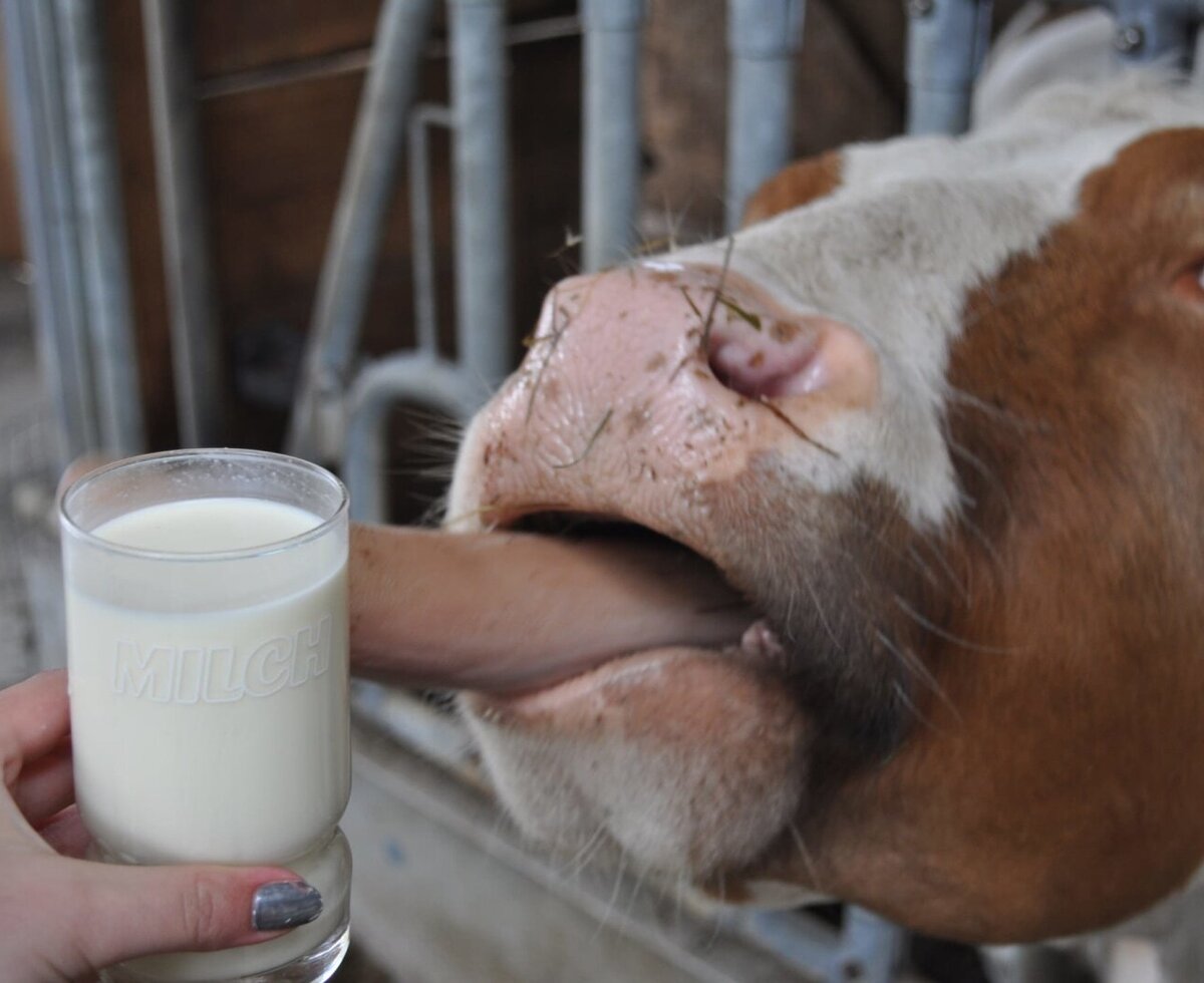Wie wär's mit einem Glas frischer Kuhmilch?