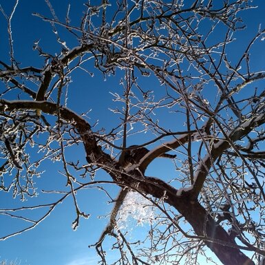Raureif bedeckte Baumäste vor blauem Winterhimmel am Bauernhof.