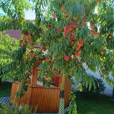 Pfirsichbaum mit reifen Früchten und dem Holzpavillon im Garten des Hofes.