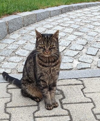 Hauskater Ben sitzt auf dem gepflasterten Hof des Bauernhofs.