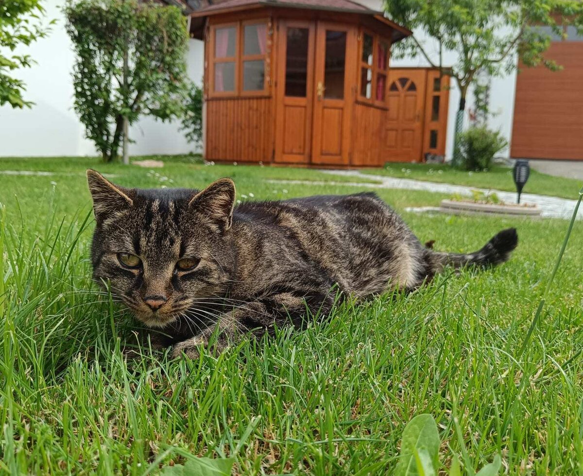 Hauskater Ben entspannt sich im Gras im Innenhof.
