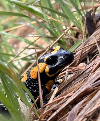Ein Feuersalamander im Gras und Laub, der die natürliche Umgebung des Bauernhofs zeigt.