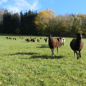 Schafe auf der saftigen Weide