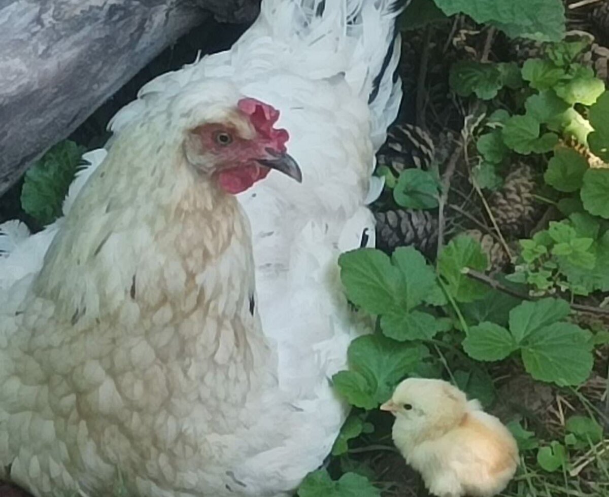 Hühnermama mit Küken