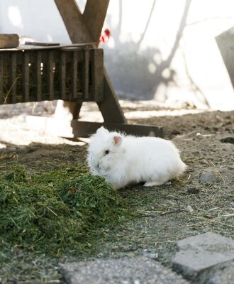 Ein weißes Kaninchen frisst Gras auf dem Bauernhof.