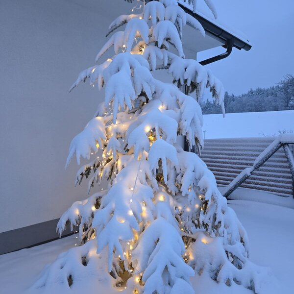 Weihnachtsbaum am Zehethof