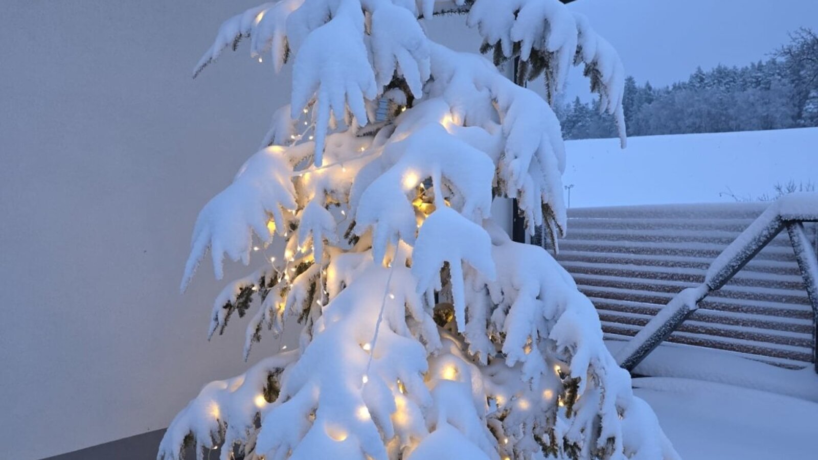 Weihnachtsbaum am Zehethof