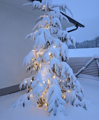 Weihnachtsbaum am Zehethof