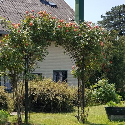 Ferienwohnungen Haus Cornelius - Rosenbogen im Innenhof © DI Dr. Helga Haske Cornelius