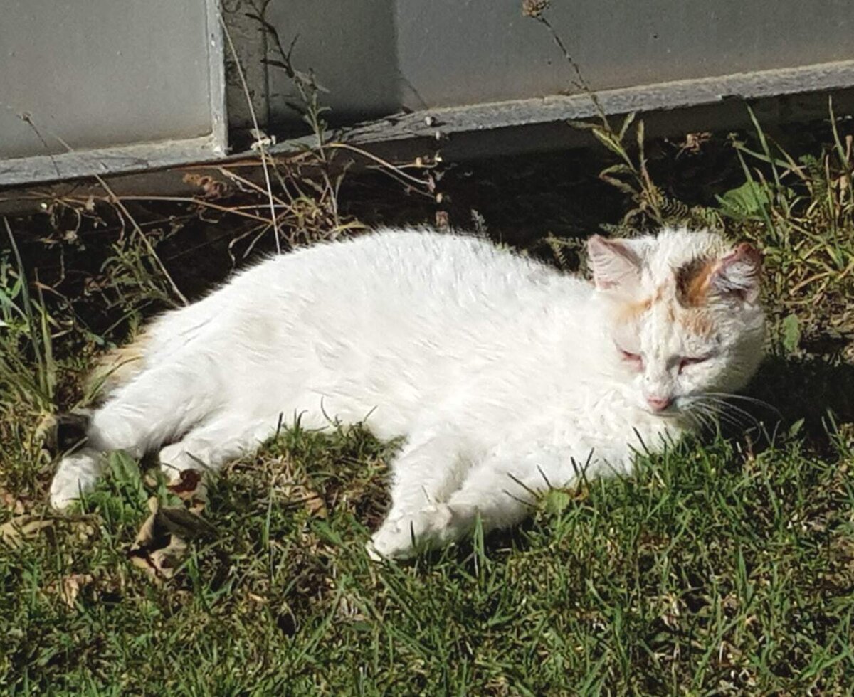 Ferienwohnungen Haus Cornelius - unsere Katze © DI Dr. Helga Haske Cornelius
