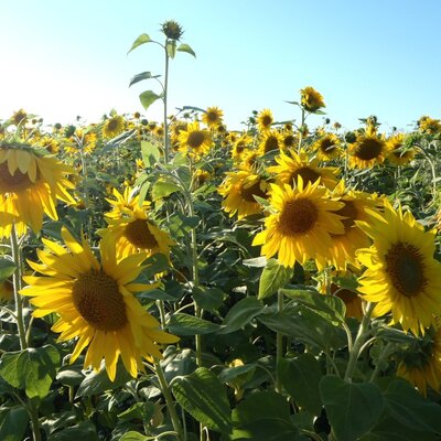 Gästehaus Greisslerei Gösing - Sonnenblumen
