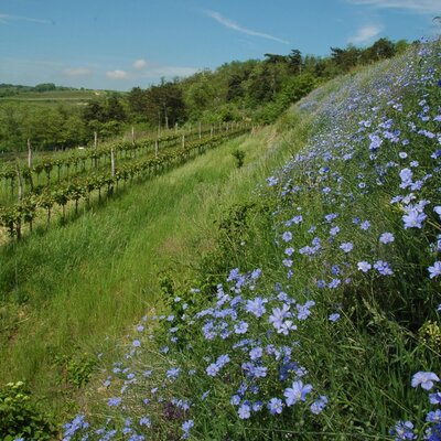 Gästehaus Greisslerei Gösing - Frühling am Berg Eisenhut
