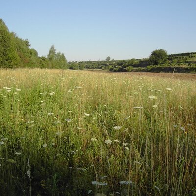 Gästehaus Greisslerei Gösing - Kräuterwiese