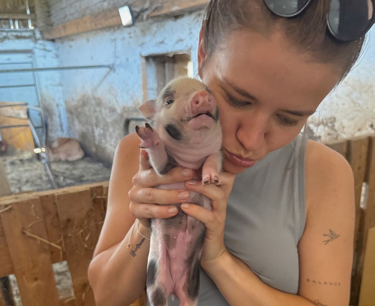 Ein niedliches kleines Ferkel zum Kuscheln.