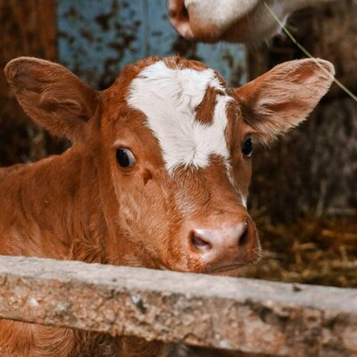 Ein niedliches, aufgewecktes Kalb im urigen Stall.