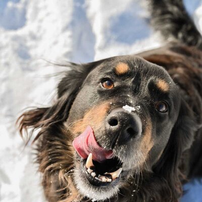 Ein treuer, verspielter Hund im glitzernden Schnee heißt dich herzlich willkommen.