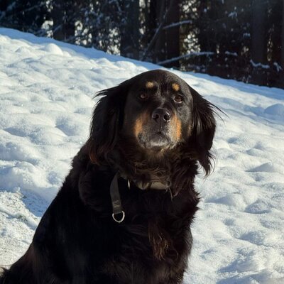 Ein treuer, flauschiger Hund genießt den glitzernden Schnee.