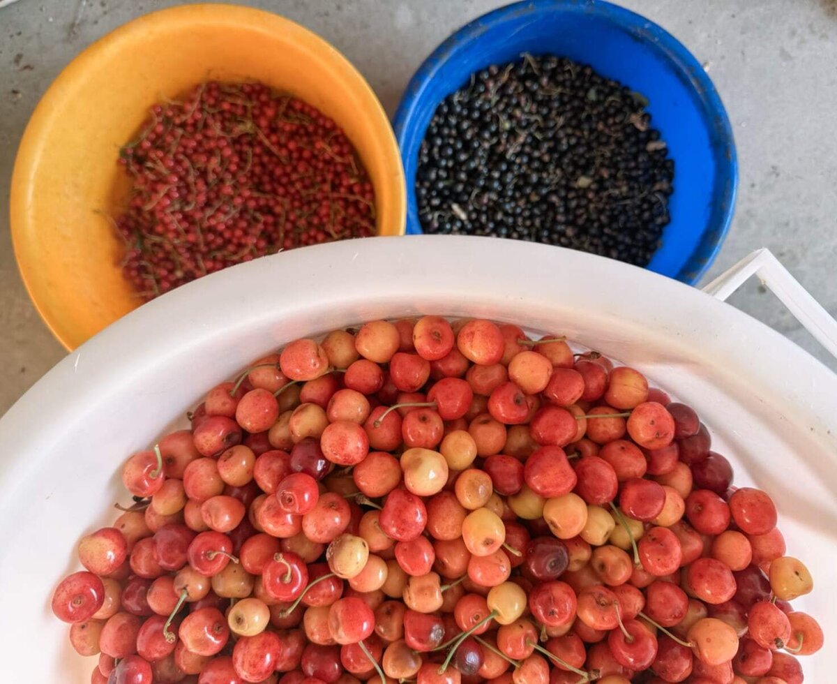 Frisch geerntete Kirschen und Beeren in bunten Schalen direkt von unserem Bauernhof.