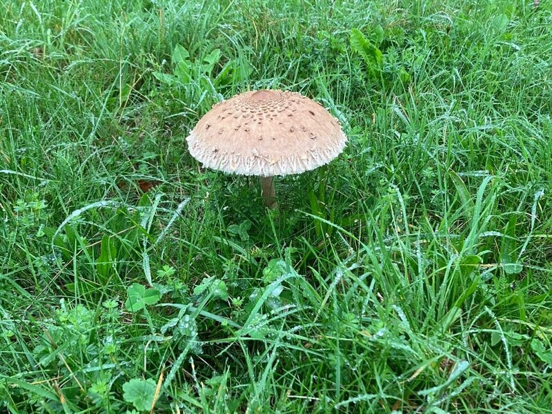 Ein Pilz im taufrischen Gras auf dem Gelände des Bauernhofs.