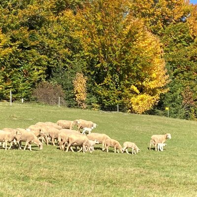 Huber-Hof: Schafe © Dorli Huber