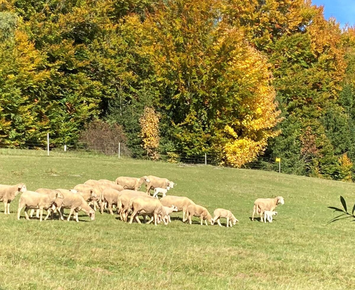 Huber-Hof: Schafe © Dorli Huber