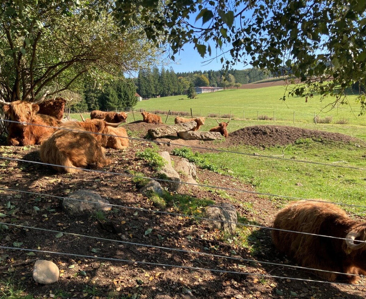 Huber-Hof: Hochlandrinder © Dorli Huber
