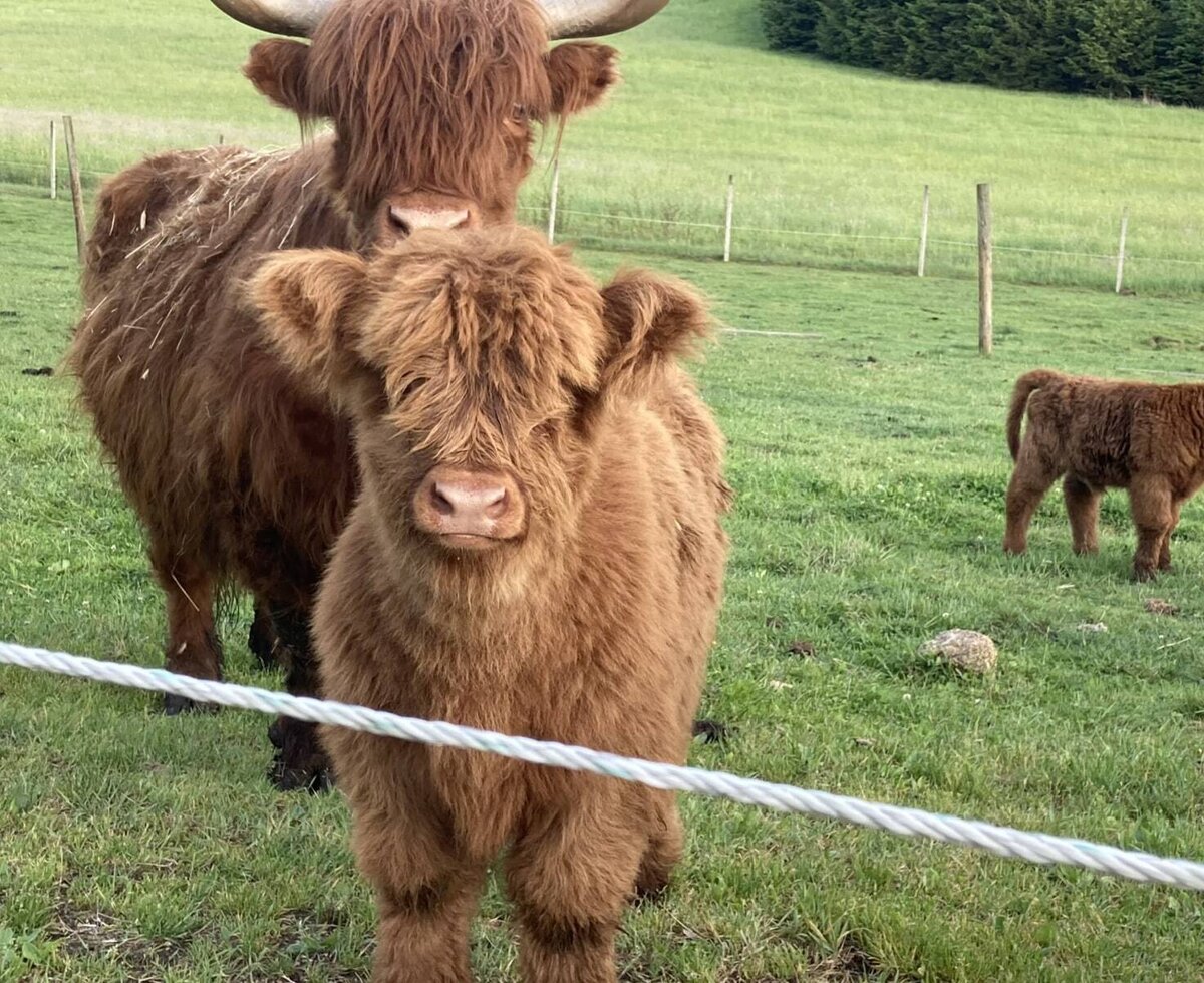 Huber-Hof: Hochlandrinder © Dorli Huber