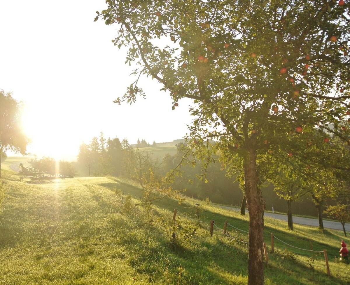Apfelbäume mit reifen Früchten auf der Wiese des Bauernhofs, beleuchtet von der tiefstehenden Sonne.