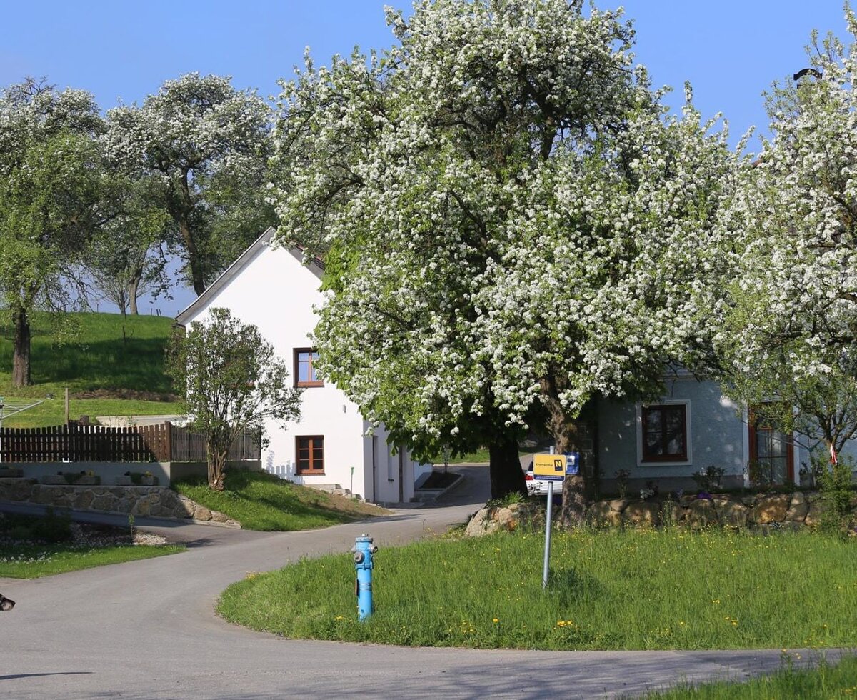 Lachut Luger - Haus-Keller-Baumblüte