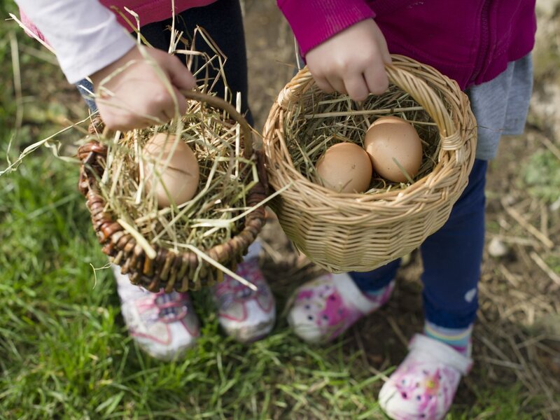 Eierholen vom Hühnerhaus