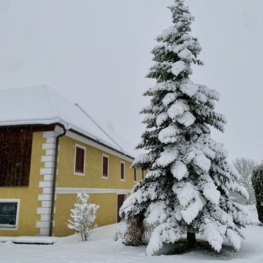 Das Äußere des Bauernhofs im Winter, mit einem großen, schneebedeckten Nadelbaum vor dem Gebäude.