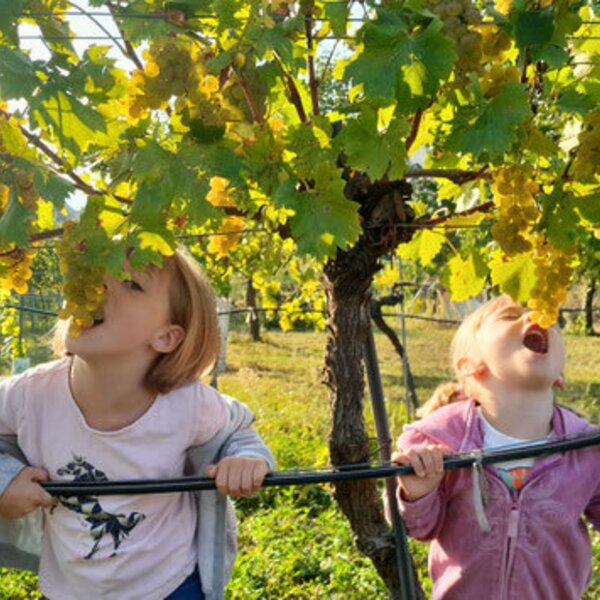Zwei Kinder naschen vergnügt frische Weintrauben direkt vom Rebstock im sonnigen Weinberg des Winzerhofes .