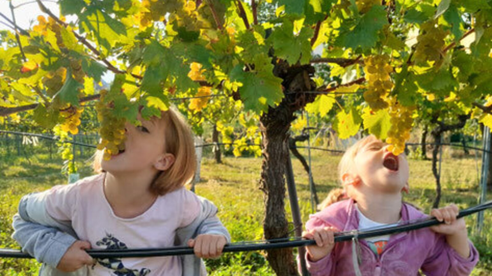 Zwei Kinder naschen vergnügt frische Weintrauben direkt vom Rebstock im sonnigen Weinberg des Winzerhofes .