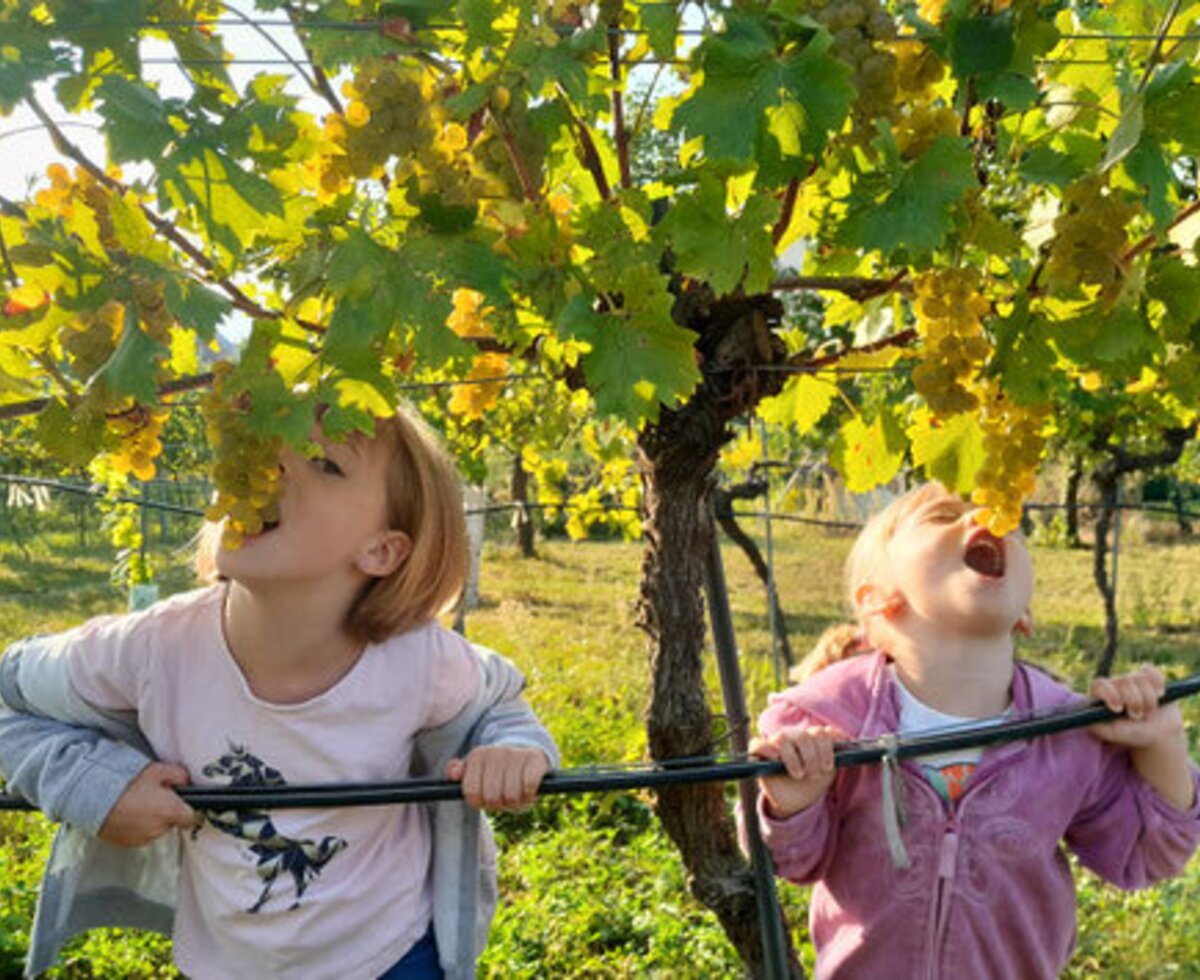 Zwei Kinder naschen vergnügt frische Weintrauben direkt vom Rebstock im sonnigen Weinberg des Winzerhofes .
