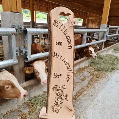 Willkommensschild am Mittermüller Hof im Stall, umgeben von Kälbern.