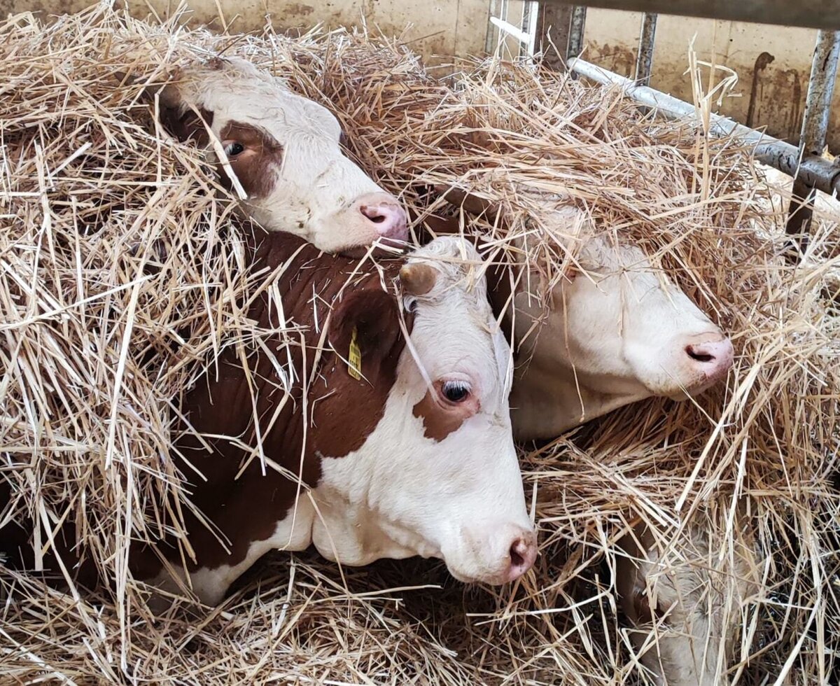 Die Kühe des Bauernhofs liegen im Heu im Stall.