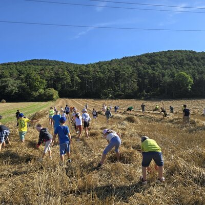Kinder und Erwachsene sammeln Stroh auf einem Feld des Bauernhofs.