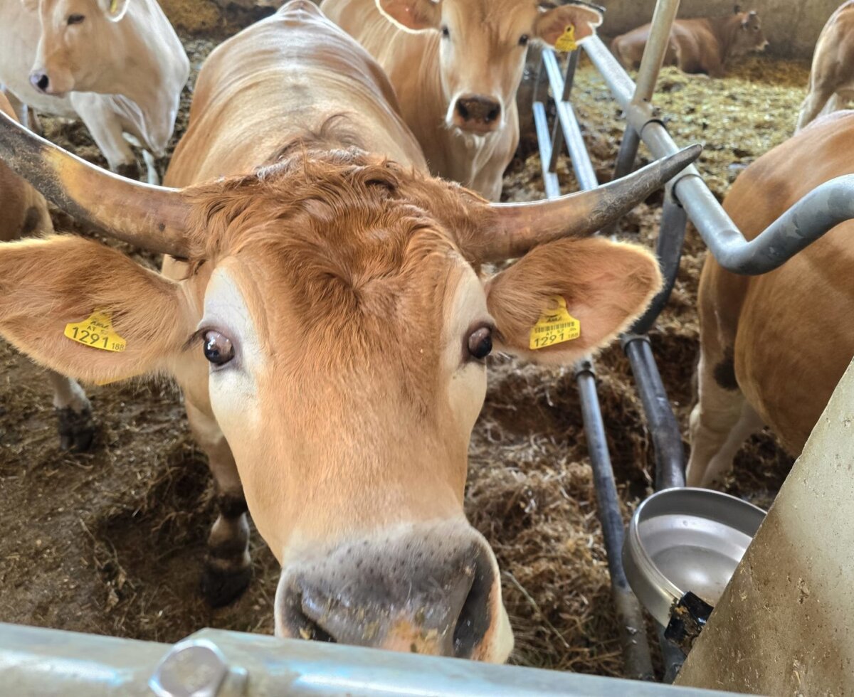 Eine Kuh mit Hörnern und Ohrmarken im Stall des Bauernhofs.