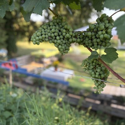 Grüne Trauben am Weinstock auf dem Bauernhof.