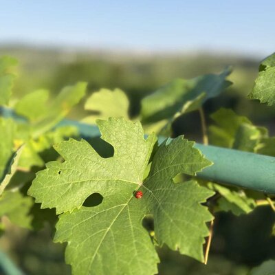 Ein Marienkäfer auf einem Weinblatt in Steffis Naturgarten.