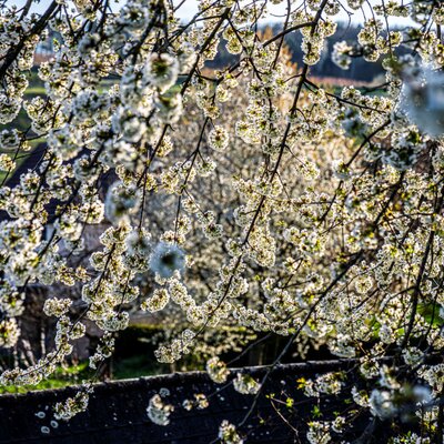 Blühende Obstbäume