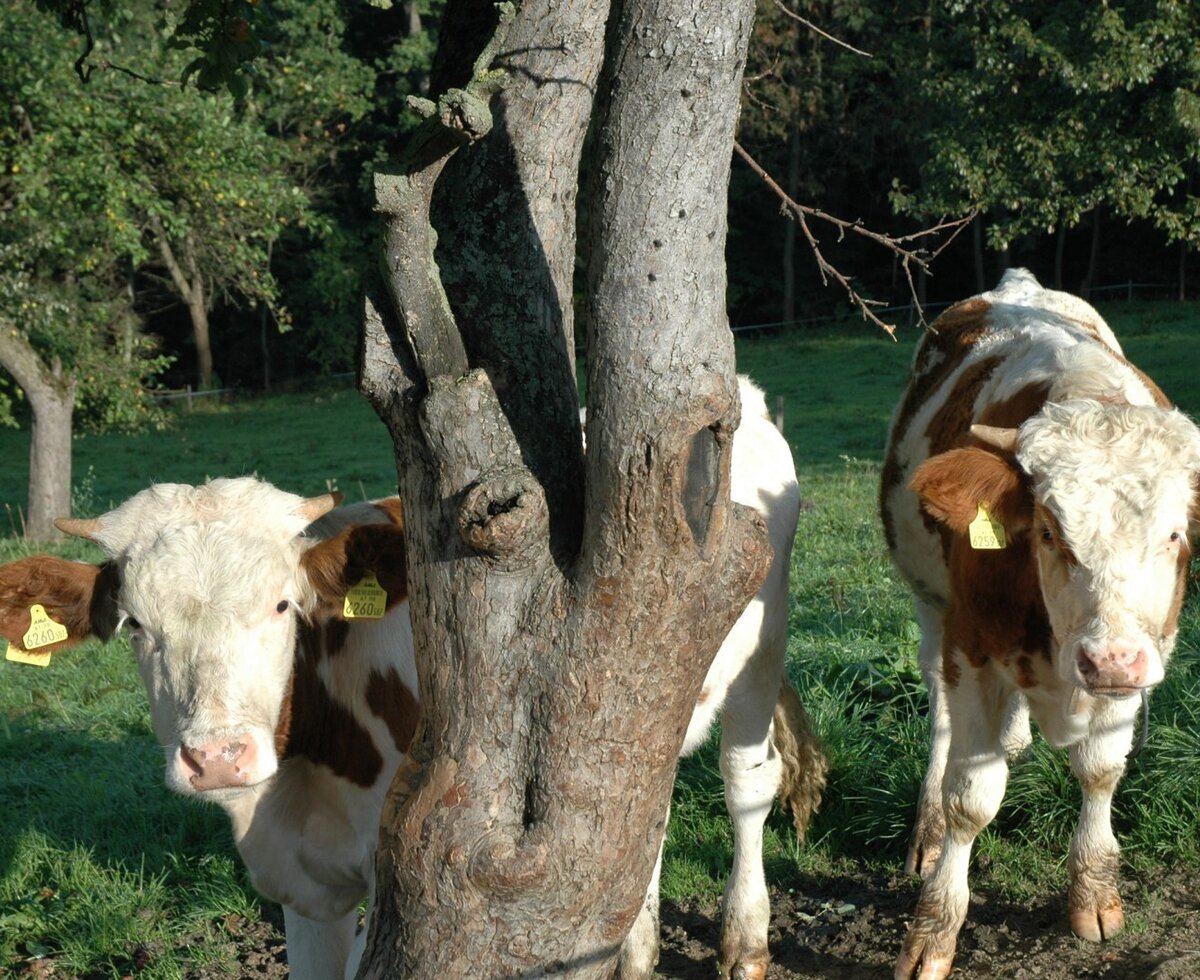 Unsere Kälbchen